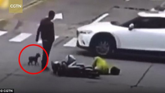 Chủ bị đâm xe, chú chó chạy theo chặn đầu ô tô gây tai nạn