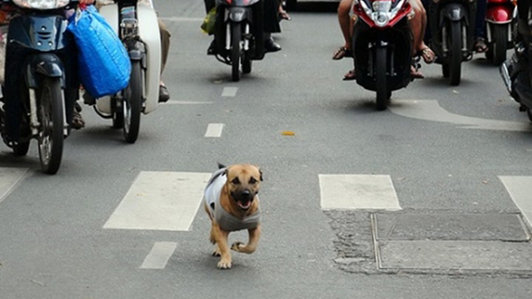 Chó thả rông - hiểm họa trên đường phố Việt